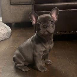 Luna - Blue female French Bulldog puppy in Bolingbrook, Illinois from Flores Frenchies