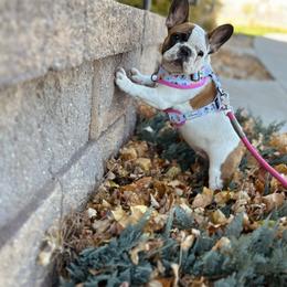 Bulldog and French Bulldog Puppies from Kansas Grand St English & French Bulldogs