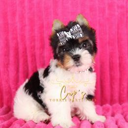 PiNK - Parti female Yorkshire Terrier puppy in Cabot, Arkansas from Cup's Yorkie Parti Pups