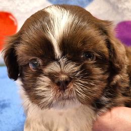 PERCY - Liver and white male Shih Tzu puppy in Candler, North Carolina from Pup-Tzu WNC