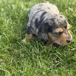 Woody - Dapple male Dachshund puppy in Anaheim, California from SoCal Mini Dachshunds