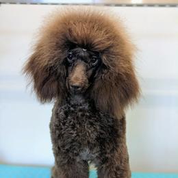 Vera - Poodle