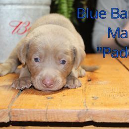 Labrador Retriever Puppies from Silver Dollar Labs