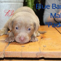 Labrador Retriever Puppies from Silver Dollar Labs