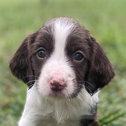 English Springer Spaniel Puppies from Southern Springers