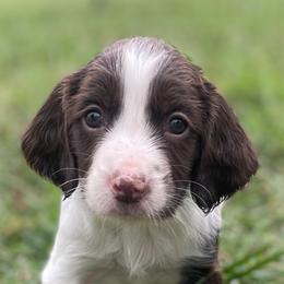 English Springer Spaniel Puppies from Southern Springers