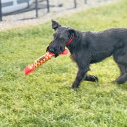 Annie, Guardian home - Black female Giant Schnauzer puppy in St George, Utah from Schnauzer Ranch