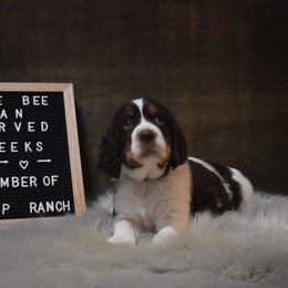 English Springer Spaniel Puppies from Riled Up Ranch Springer Spaniel Puppies