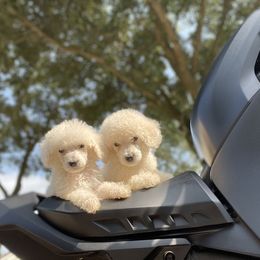 Poodle Puppies from Durer Poodles
