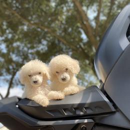 Poodle Puppies from Durer Poodles