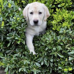 Black (Lisa) - Yellow female Labrador Retriever puppy in Moreno Valley, California from Holly and Handsome