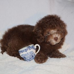 Poodle Puppies from Pawsh Petites