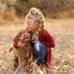 Goldendoodle Puppies from Nanas-Doodles