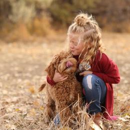 Goldendoodle Puppies from Nanas-Doodles
