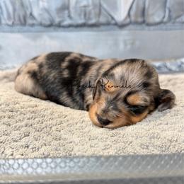 Peggy - Black and tan female Dachshund puppy in Anderson, Alabama from Pasek Kennels