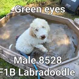 Boy 1 - Chocolate male Labradoodle puppy in Athelstane, Wisconsin from Caldron Falls Doodles and Poodles