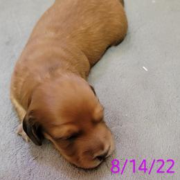 Dachshund Puppies from CLARK'S BREEDING PROGRAM