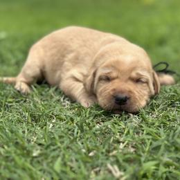 Obi (Black Collar) - Yellow male Dilute Retriever puppy in Little Rock, Arkansas from Charcoal And Silver Labs