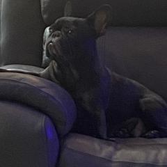 Fancy - French Bulldog
