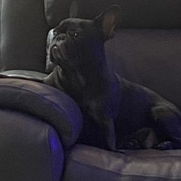 Fancy - French Bulldog