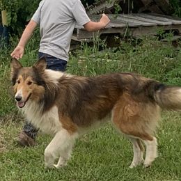 Buck - Shetland Sheepdog