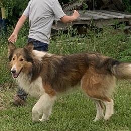 Buck - Shetland Sheepdog