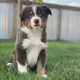 Miniature Australian Shepherds from Country Charm Mini Aussies