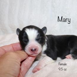 Mary - Black and white female Pomsky puppy in Denham Springs, Louisiana from Bayouland Pomskies