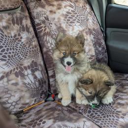 Pomsky Puppies from Schofield Homestead Pomsky's