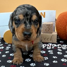 Miss Scarlett - Dapple female Dachshund puppy in Ben Wheeler, Texas from P&P Dachshunds