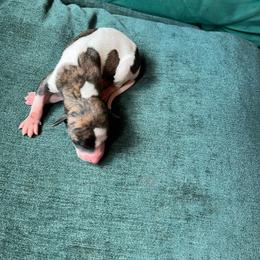 Fievel - Red brindle male Whippet puppy in Clinton, Tennessee from Ivanhoe Borzoi