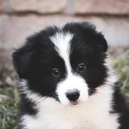 Milkyway - Black male Border Collie puppy in Dallas, Texas from Effervescent Border Collies