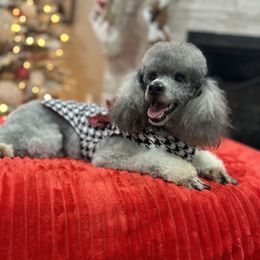 Chloe - Poodle