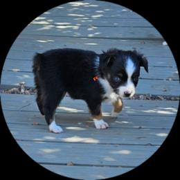 Roxie - Blue tri female Toy Australian Shepherd puppy in Snowflake, Arizona from Halfpint Aussies