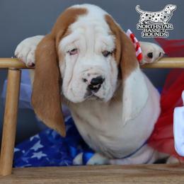 Scuba - Mahogany and white male Basset Hound puppy in Pollock, Missouri from Northstar