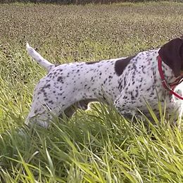 German Shorthaired Pointers from Shining Star GSP's
