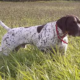 German Shorthaired Pointers from Shining Star GSP's