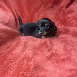 Winston - Brindle male Dachshund puppy in Richmond, Virginia from Paw Prints