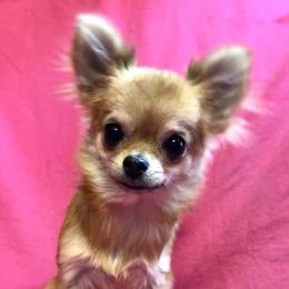 Foxy - Red and white female Chihuahua puppy in Corpus Christi, Texas from Doubletake Chihuahuas