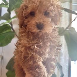 Elizabeth - Apricot female Poodle puppy in Traverse City, Michigan from Riyem Wildflower Farms