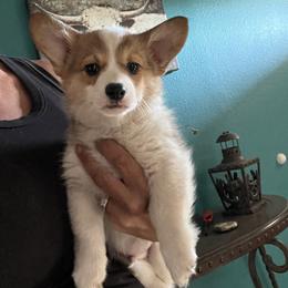 Boy 2 - Red male Pembroke Welsh Corgi puppy in Chino Valley, Arizona from Blecker Kennel