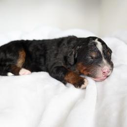 Cocoa - Tri-color female Bernedoodle puppy in Peoria, Arizona from Wroth's Paws