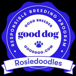 Goldendoodle Puppies from Rosiedoodles