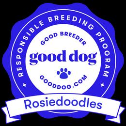 Goldendoodle Puppies from Rosiedoodles