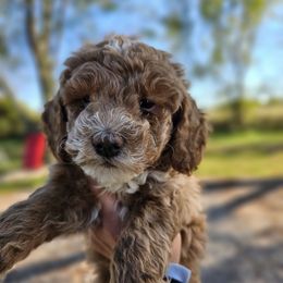 Chance - Red  male Goldendoodle puppy in Forest, Ohio from Mini Doodle Buddies