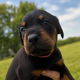 Pink girl - Black and rust female Doberman Pinscher puppy in Peru, Indiana from De luxe dobermans
