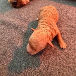 Beatrice - Apricot female Goldendoodle puppy in Pensacola, Florida from Goldendoodles Love You in Pensacola Friend Edition