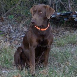 Dilute Retrievers from Legendary Lab Retrievers