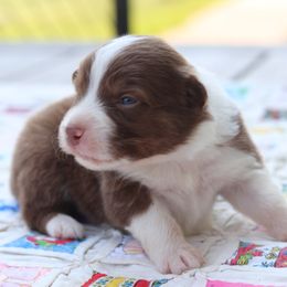 AKC Hemlock - Red tri-color male Australian Shepherd puppy in Zeeland, Michigan from Apple Ridge AKC Aussies