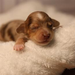 Blue - Dapple male Dachshund puppy in Miami, Florida from Maitime Dachshund